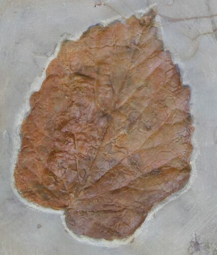 Fossil Leaf (Beringiaphyllum) - Montana #37215